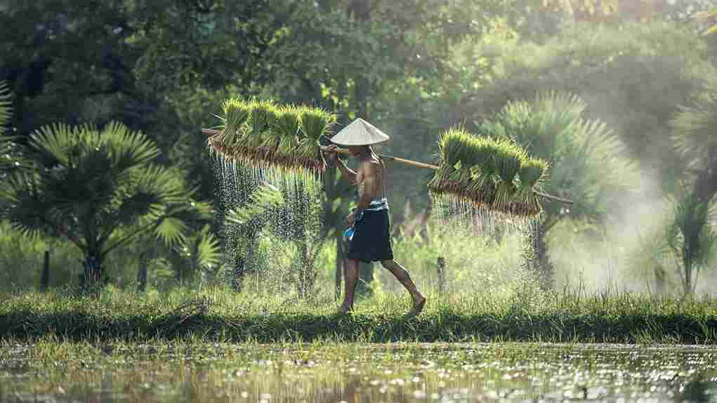 Rice Mill Machine Dealer: The One-Stop Shop for All Your Rice Milling Needs