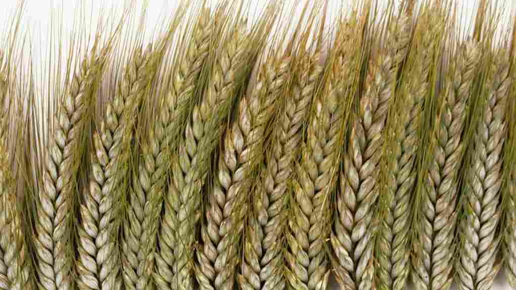 Power Up Your Rice Production: The Best Rice Hullers for Every Need