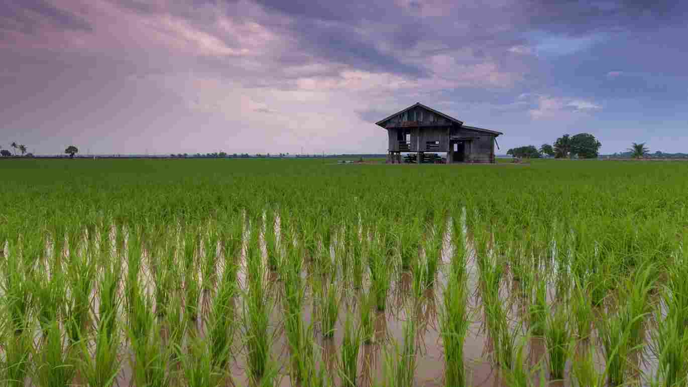 Government Introduces 'Bharat Rice' to Combat Food Inflation