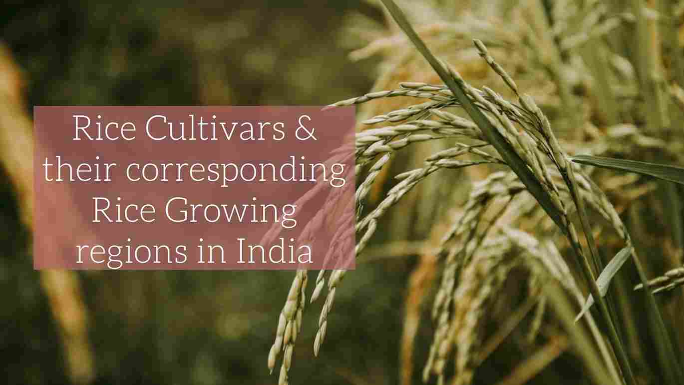 Rice Cultivars & their corresponding Rice Growing regions in India