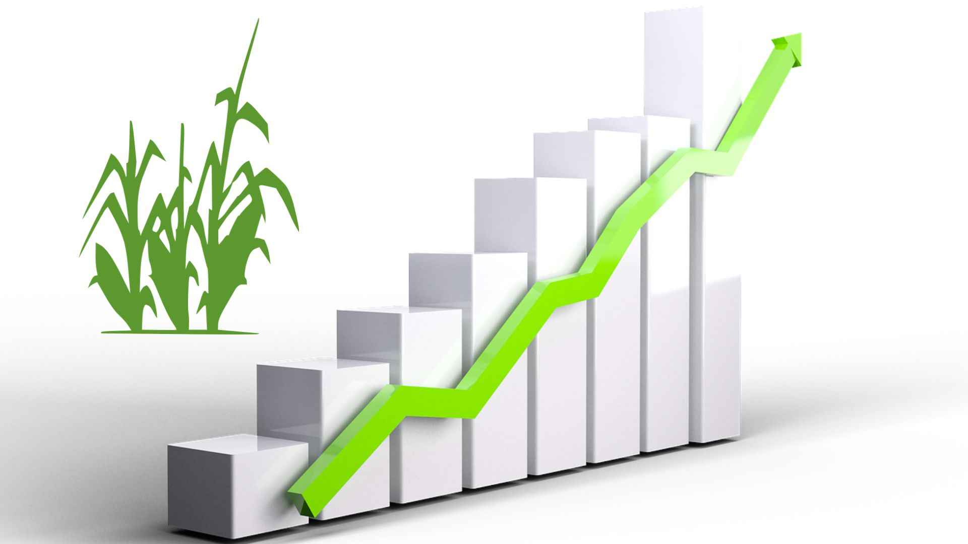 Comprehensive Analysis of Price Forecasts for Important Crops in March 2024