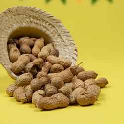 Groundnut