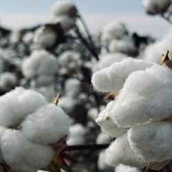 Cotton