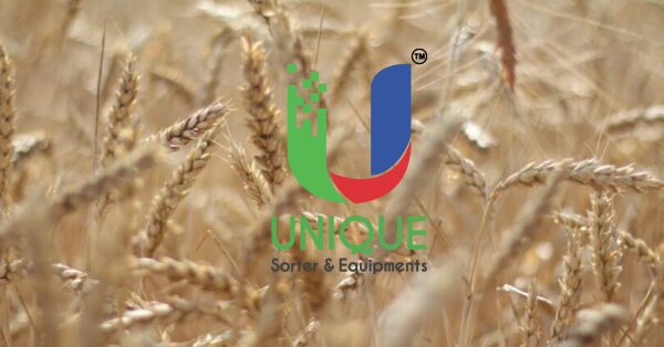 How Should You Choose a Wheat Sorting Machine?