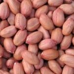 Groundnut
