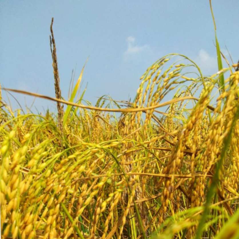 Advancing Paddy Processing: The Imperative for Modernization
