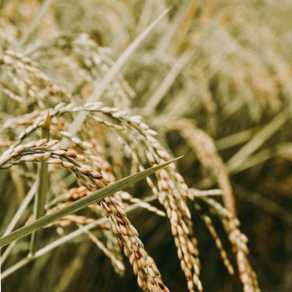 Affordable Initiatives for Launching Your Entrepreneurial Journey in the Rice Milling Industry